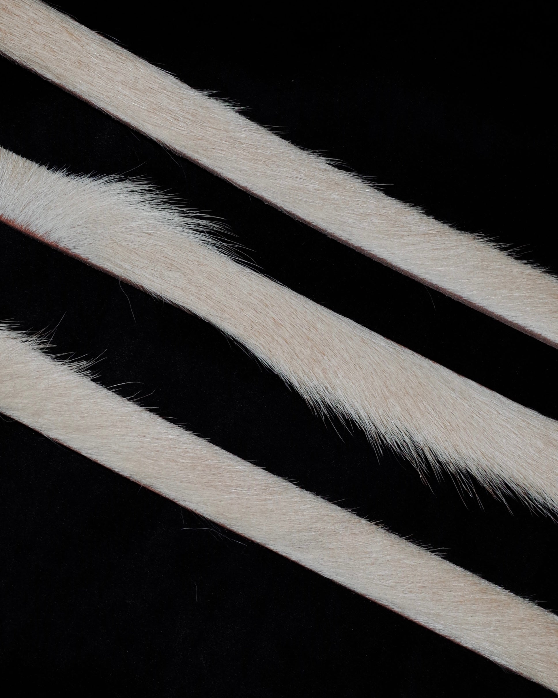 Close-up of cowhide fur on a black background