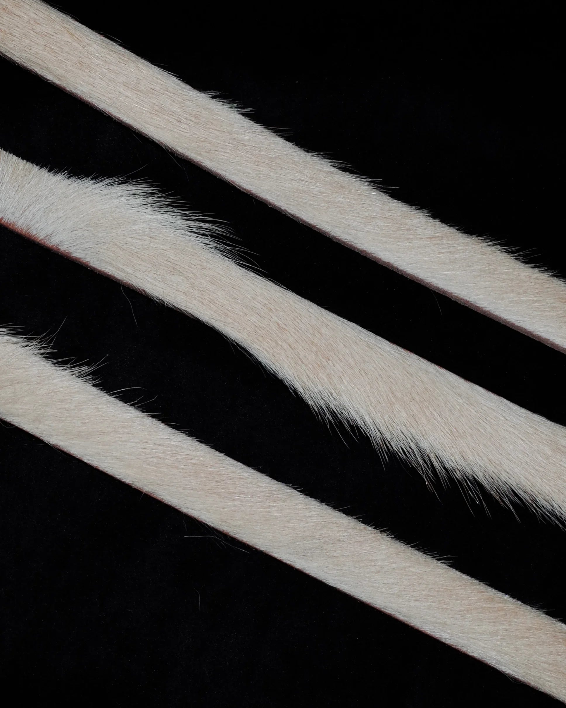 Close-up of cowhide fur on a black background